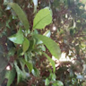 Meet your Posher, Margaret